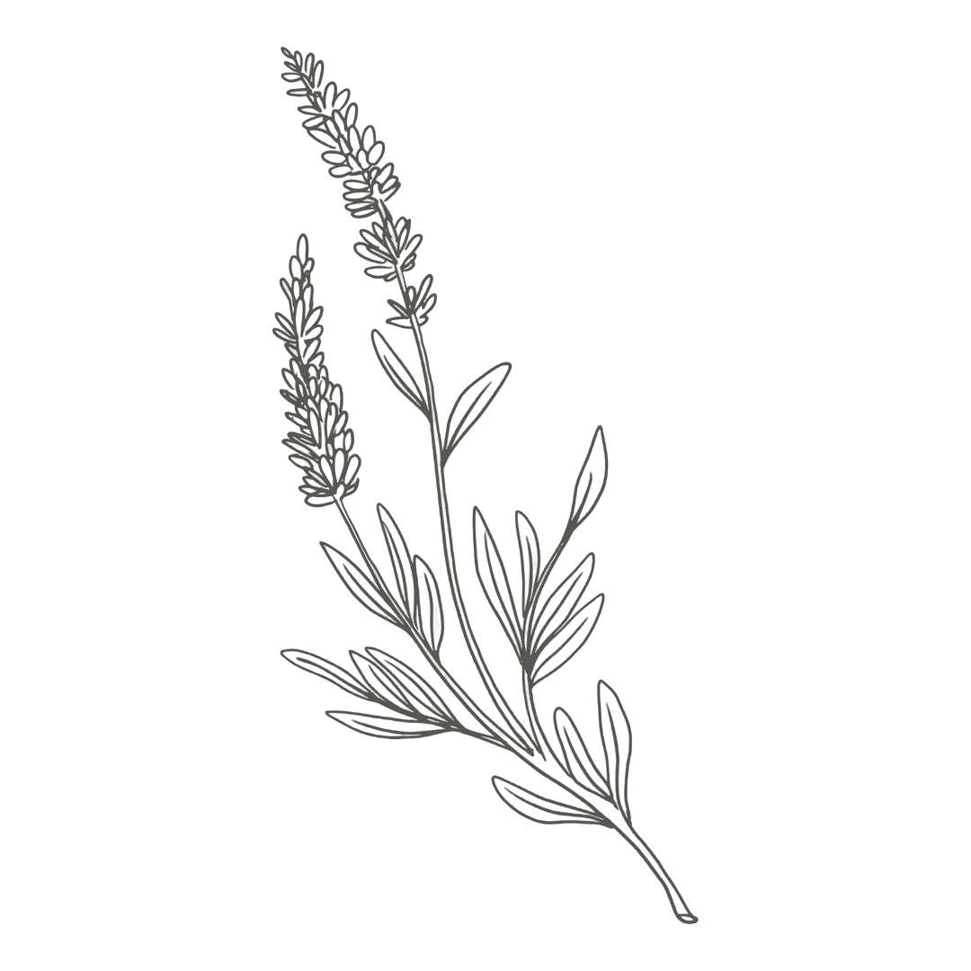 Ilustracion flor de lavanda