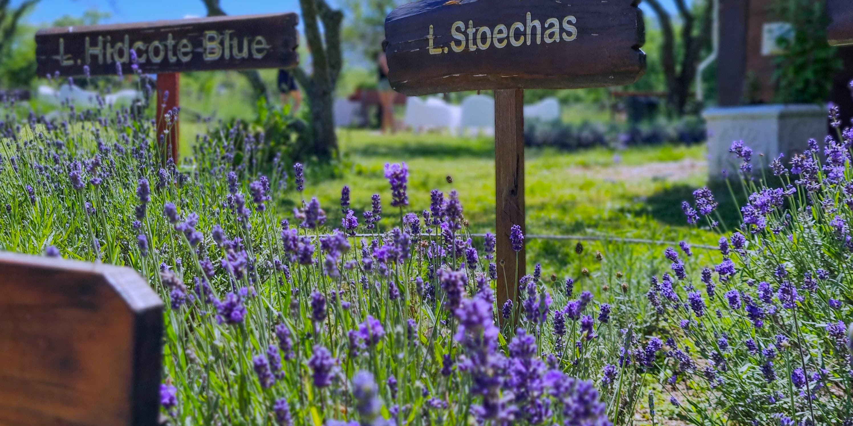 Flores de lavanda de nuestra plantacion